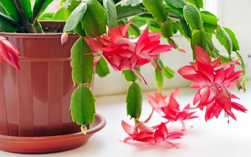 Có nên trồng Lan Càng Cua trước cửa nhà không.