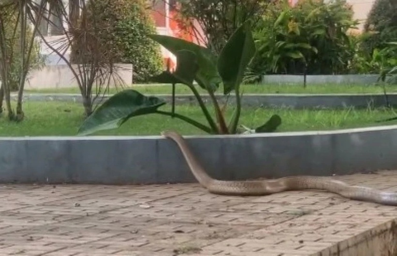 Hình ảnh con rắn lao vào khuôn viên bệnh viện. Ảnh: Pháp luật TP.HCM