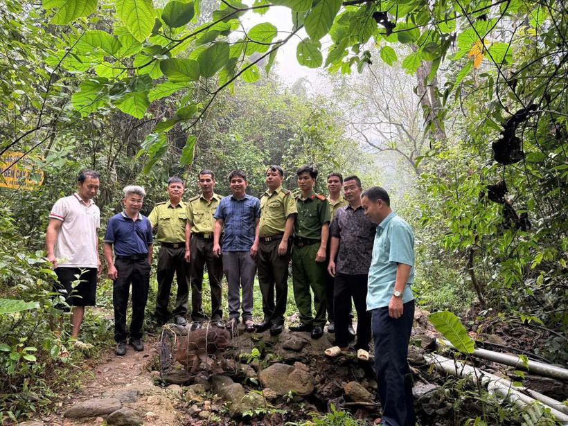Lực lượng chức năng thả khỉ mặt đỏ quý hiếm vào khu vực rừng quốc gia Tam Đảo (Ảnh: Công an Tiên Lữ).