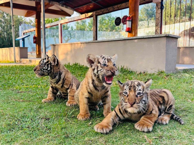 3 chú hổ con giống Belgan châu Á vừa mới sinh. (Ảnh: Vườn thú FLC Quy Nhơn)
