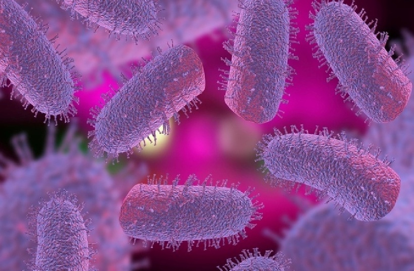 Dại là bệnh truyền nhiễm từ động vật sang người do virus dại gây ra, tấn công trực tiếp vào hệ thần kinh trung ương. Ảnh:&nbsp;CDC.