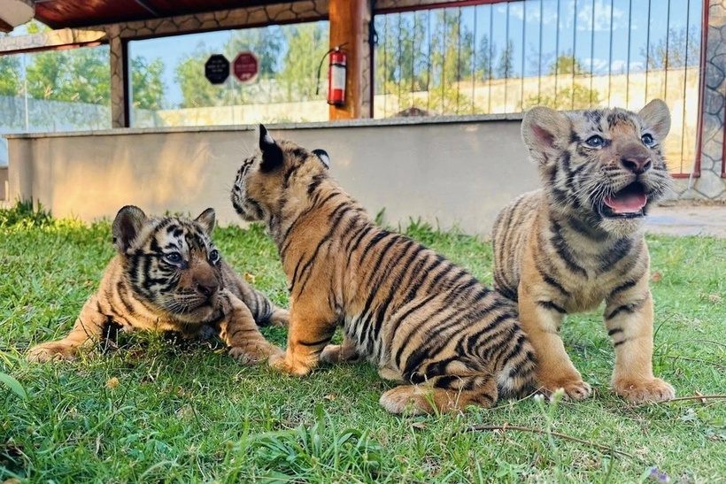 3 cá thể hổ con giống Belgan châu Á vừa mới chào đời vào đầu tháng 4. (Ảnh: Vườn thú FLC Quy Nhơn)