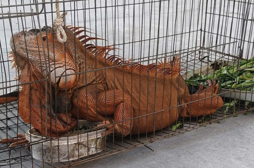 Rồng Nam Mỹ được người dân ở Lâm Đồng giao nộp cho cơ quan chức năng. Ảnh: Người lao động