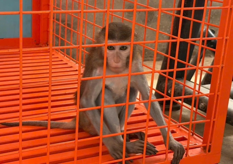 Khỉ vàng thuộc nhóm nguy cấp bị nuôi nhốt trái phép. (Ảnh: Tiền phong)