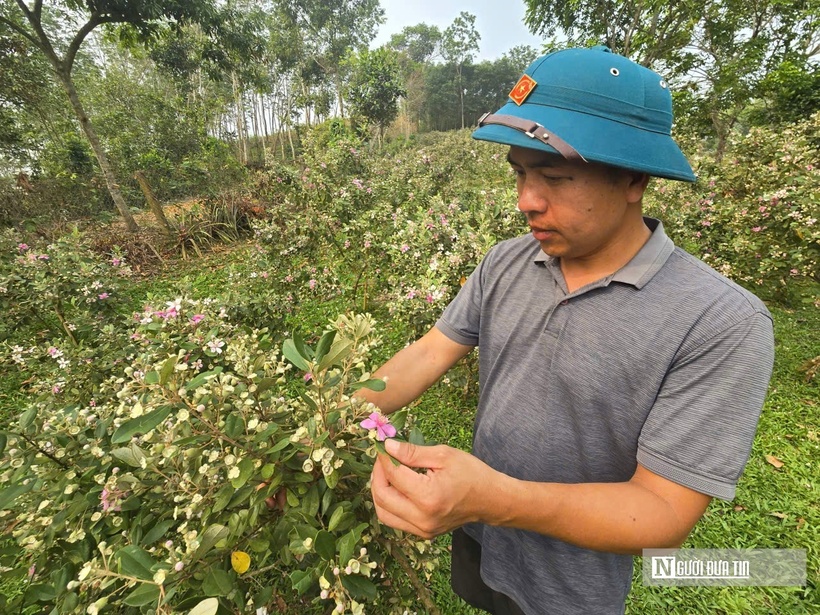 Anh Bình rời ghế giám đốc về trồng loài cây gắn liền với tuổi thơ.
