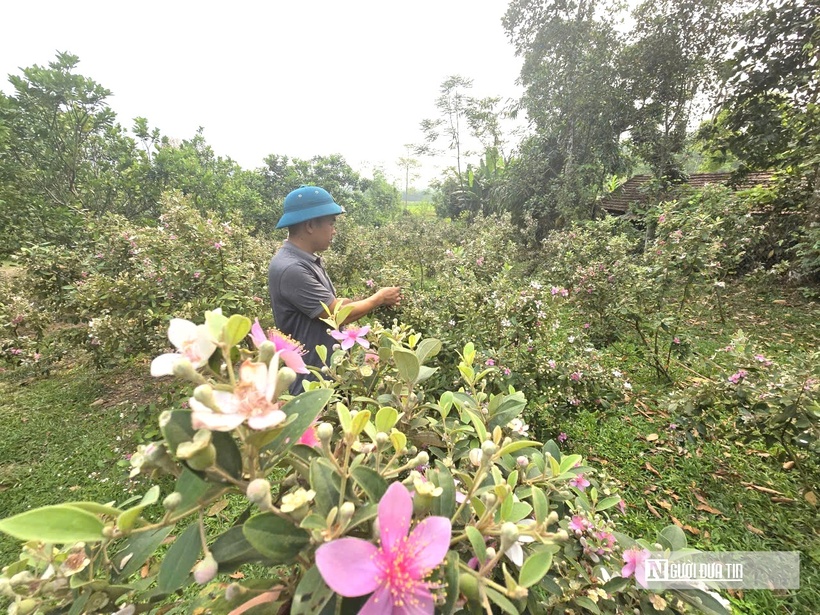 Anh Bình dự kiến mở rộng diện tích lên 2–3ha, nâng tổng số cây lên khoảng 10.000 gốc