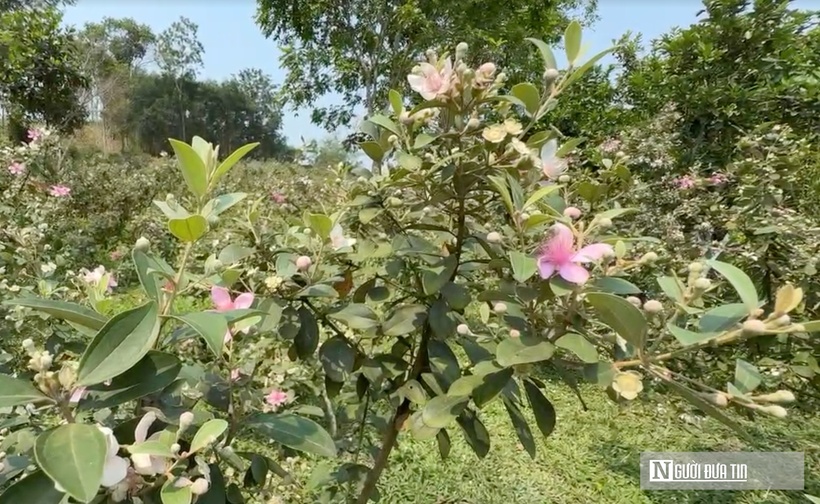 Cây sim chủ yếu phát triển tự nhiên nên không đòi hỏi nhiều công chăm sóc
