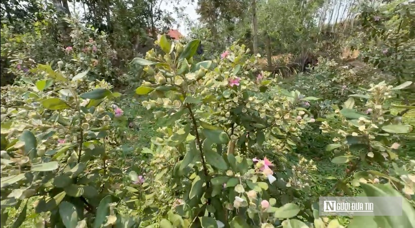 Bỏ "ghế nóng" về quê trồng loài cây tuổi thơ, người đàn ông nhận kết đẹp - 3