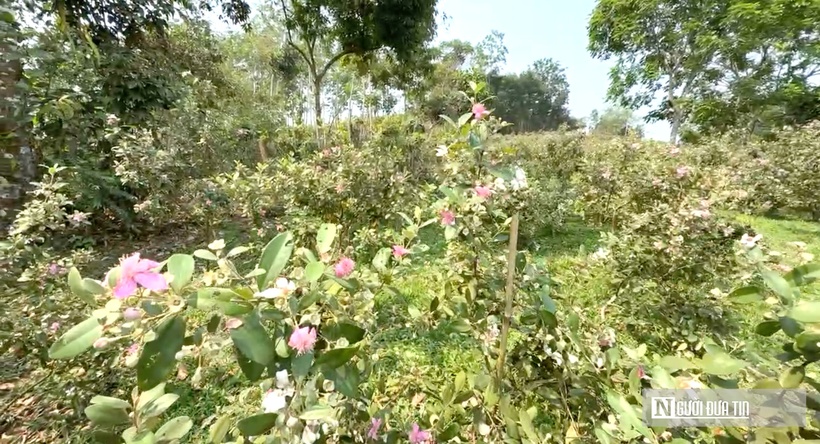 Cây sim khi sống ở vùng đất càng cằn cỗi thì càng sinh sôi, nảy nở và phát triển.