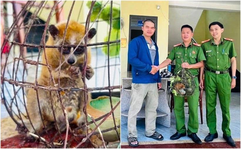 Cá thể cu li nhỏ lạc vào khu dân cư được người dân giao nộp cho cơ quan chức năng. (Ảnh: Công an xã Ngô Mây)