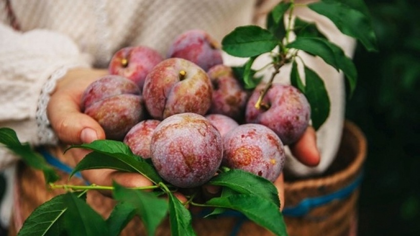 Mặc dù mận mọng nước, nhưng việc tiêu thụ quá nhiều có thể gây ra hiện tượng nóng trong người. Ảnh minh họa