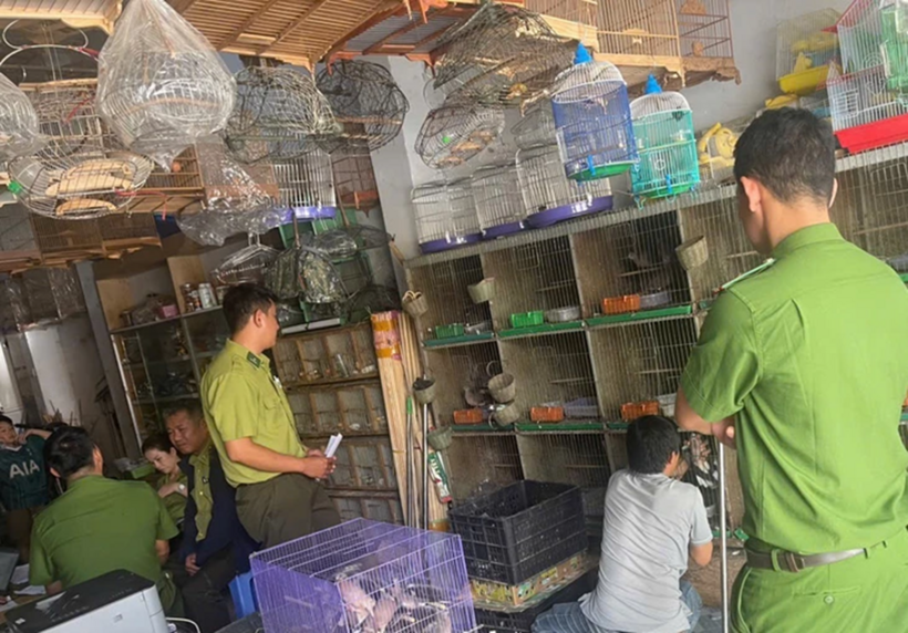 Cơ quan chức năng phát hiện tại cơ sở nuôi nhốt chim ở phường Kon Tum có 19 con chim thuộc danh mục nguy cấp, quý hiếm - Ảnh: Công an Quảng Ngãi