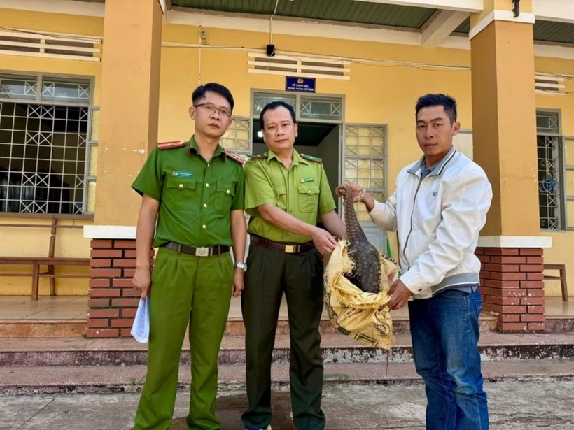 Anh Phước đã giao nộp cá thể tê tê quý hiếm khi phát hiện trước sân nhà. (Ảnh: Báo Gia Lai)