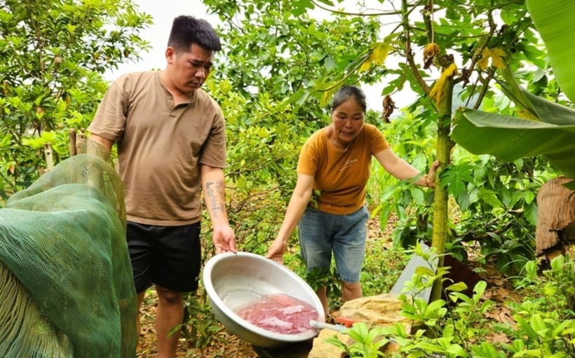 Nước giếng khoan nhà dân ở xã Thạch Quảng, tỉnh Thanh Hóa đổi màu tím bất thường. (Ảnh: Người lao động)