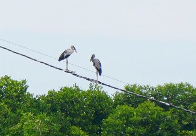 2 cá thể chim nghi là cò nhạn quý hiếm xuất hiện trong khu sinh thái Cồn Chim. Ảnh: Người lao động