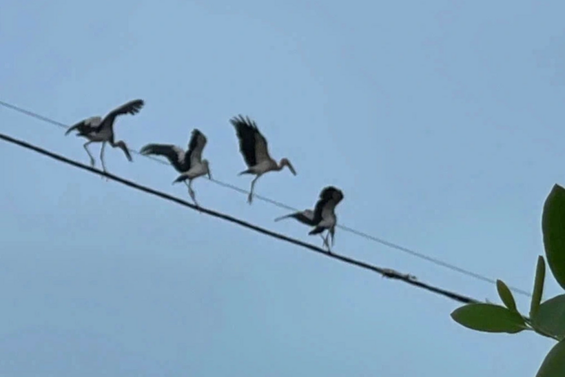 Một số cá thể nghi là cò nhạn quý hiếm. Ảnh: Dân Trí