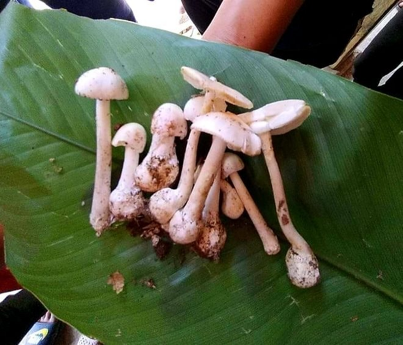 1 người tử vong, 5 người nhập viện nghi do ngộ độc sau khi ăn canh nấm rừng. Ảnh minh họa