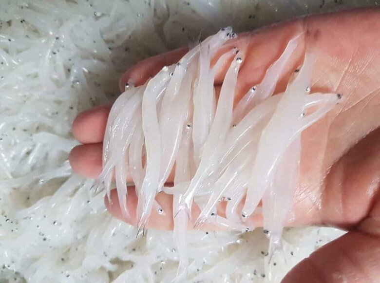 Cá ngần không chỉ nổi tiếng bởi hương vị thanh tao, mà còn có giá trị dinh dưỡng vượt trội, được nhiều chuyên gia đánh giá là thực phẩm quý cho sức khỏe.