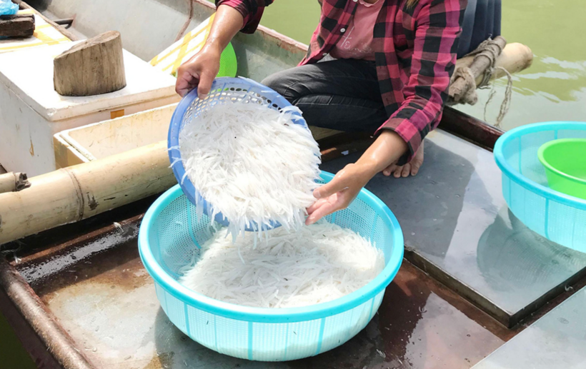 Cá ngần – loại cá nhỏ bé, thân trong suốt, được ví như "ngọc trong nước" và là món quà quý giá mà thiên nhiên ban tặng.