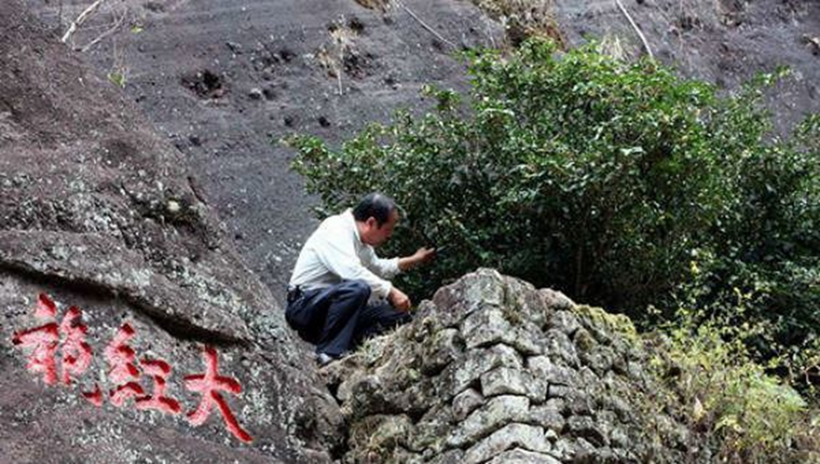 Trà Đại Hồng Bào (Da Hong Pao) có nguồn gốc từ núi Vũ Di, tỉnh Phúc Kiến, Trung Quốc. Ảnh: Sohu