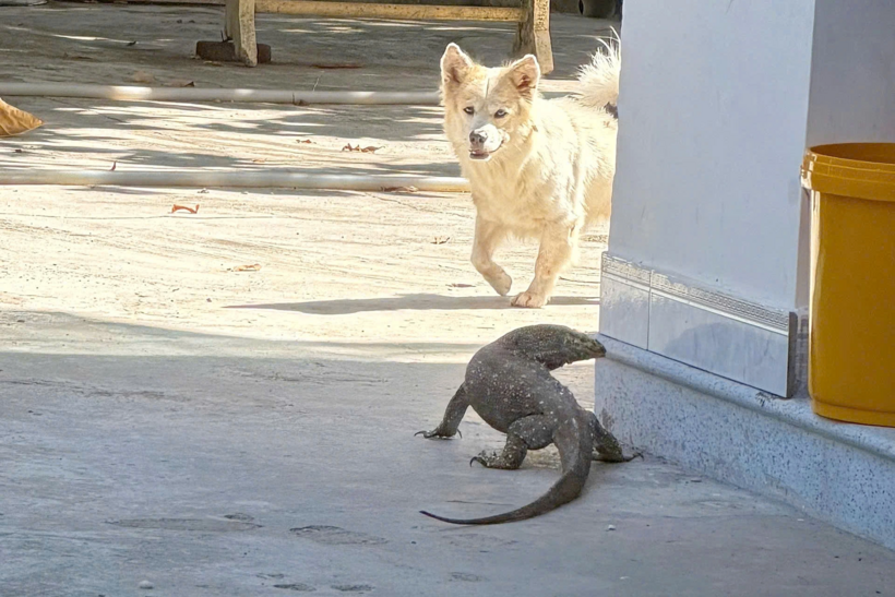 Kỳ đà dài 1,3 mét thong dong "đi dạo" trong chùa ở Nha Trang. Ảnh: Thanh Niên