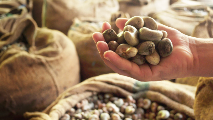 Hạt điều thô được đóng bao tại kho. Ảnh:&nbsp;Vinacas