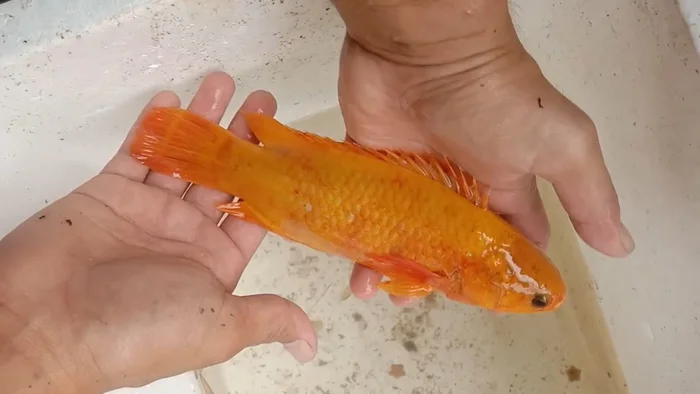 Cận cảnh con cá. Nguồn ảnh: SaoStar