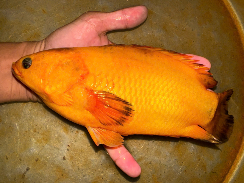 Con cá rô lạ có màu vàng mà anh Nguyễn Thanh Hùng câu được. Ảnh: Thanh niên