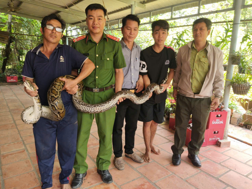 Đại diện gia đình ông Xi và đơn vị liên quan tiến hành bàn giao cá thể trăn đất cho Đội kiểm lâm cơ động và PCCCR số 1. (Ảnh: Công an tỉnh Tây Ninh)