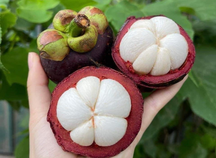 Mặc dù măng cụt tốt cho sức khỏe nhưng không phải ai cũng nên ăn nhiều. Ảnh minh họa