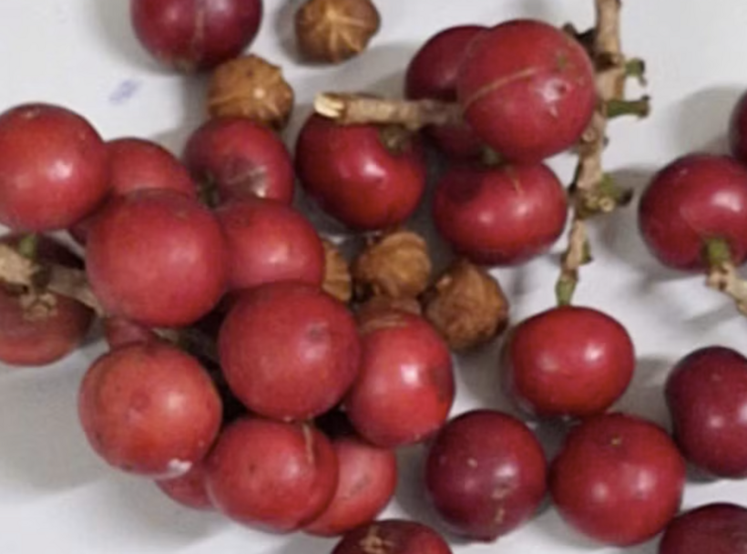Loại quả học sinh ăn. Ảnh: Tiền phong