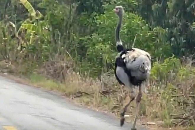 Khu vực phát hiện đàn đà điểu ở Tây Ninh là tuyến đường vắng, không có hệ thống camera giám sát. (Ảnh: Lao động)