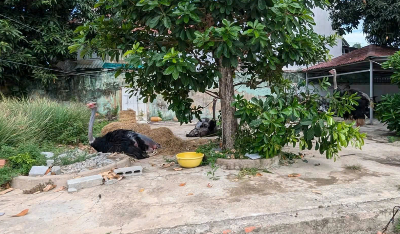 Những con chim còn sống được chính quyền xã Tân Thạnh đưa về chăm sóc tập trung. (Ảnh: Thanh niên)