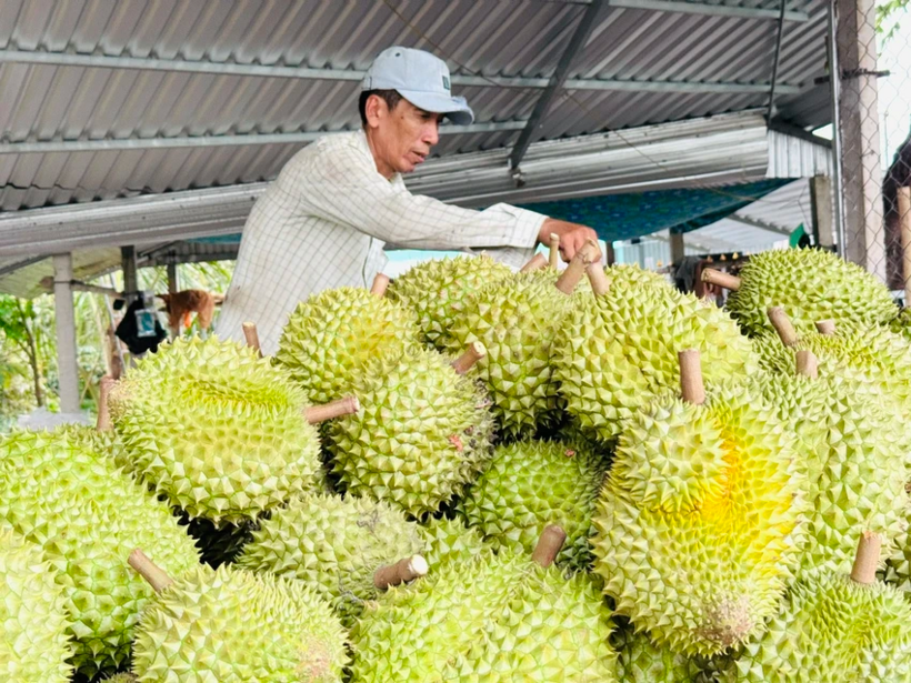 Chỉ trong 4 tháng đầu năm 2026, xuất khẩu sầu riêng đã ghi nhận nhiều tín hiệu khởi sắc cả về sản lượng lẫn giá trị. Ảnh: PLO