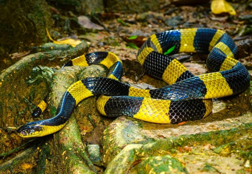 Cạp nong có điểm nổi bật là khoang màu vàng, đen xen kẽ nhau. Ảnh: Thailand Snakes