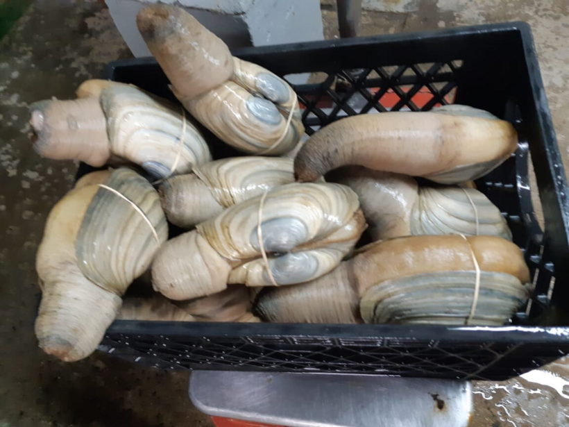 Thịt của ốc vòi voi mang một hương vị rất đặc trưng