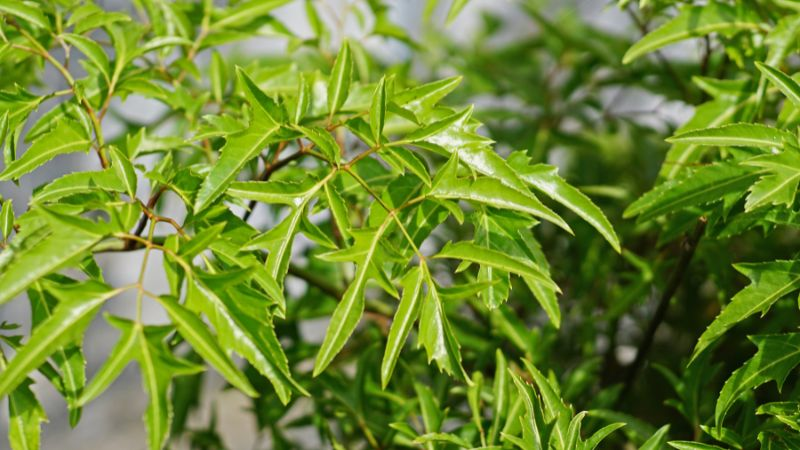 Đinh lăng là thảo dược an toàn hỗ trợ giấc ngủ cho trẻ tăng động