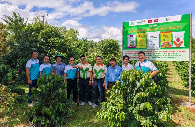 Mô hình liên kết “4 nhà” giữa doanh nghiệp, nhà khoa học, đơn vị kinh doanh và nhà nông đang được Phú Mỹ triển khai hiệu quả tại Lào, góp phần đưa tiến bộ kỹ thuật vào thực tiễn sản xuất nông nghiệp.