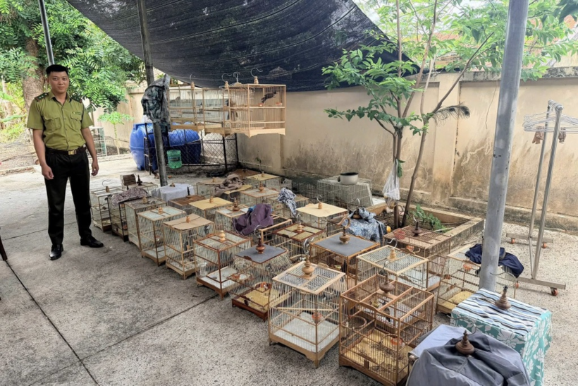 Lực lượng chức năng phát hiện nhiều con chim chào mào không rõ nguồn gốc (Ảnh: Công an TPHCM).