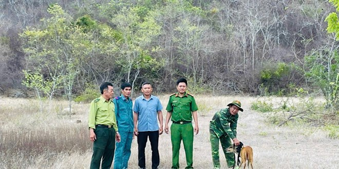 Lực lượng chức năng thả hoẵng về rừng tự nhiên. Ảnh: Lao động