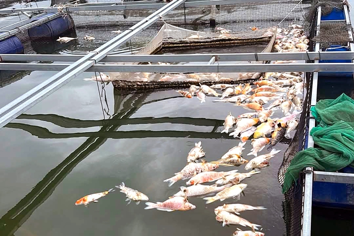 Không chỉ cá thịt mà một số loài cá cảnh giá trị cao cũng chết hàng loạt. Ảnh: Tuổi trẻ Online