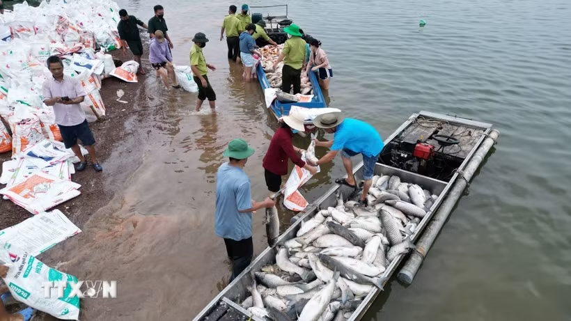 Nhiều hộ nuôi cá trên hồ Trị An mất trắng do cá chết. Ảnh: Lê Xuân/TTXVN