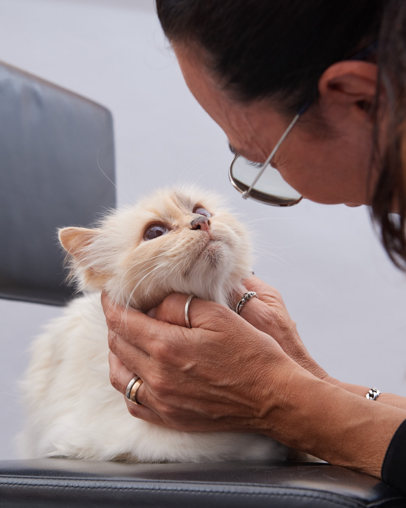 Nàng mèo thuộc giống Birman màu xanh kem này đang được nuôi dưỡng bởi cô Francoise Cacote, người quản gia thân cận đã gắn bó nhiều năm với Lagerfeld.