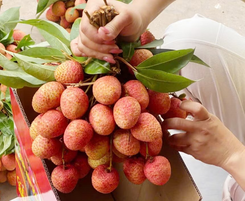Vải u trứng của anh Nguyễn Hữu Tuấn bán với giá 300.000 đồng/kg.