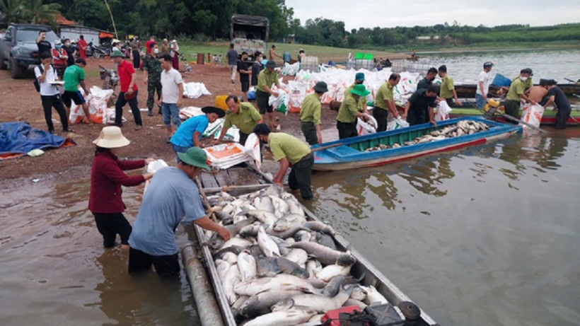Cá chết trên các lồng bè ở hồ Trị An được thu gom đưa vào bờ xử lý. Ảnh: Người Lao Động.