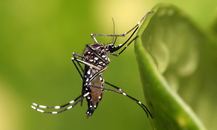 Muỗi vằn - trung gian lây truyền nhiều bệnh nguy hiểm như sốt xuất huyết, zika và chikungunya. Ảnh minh họa