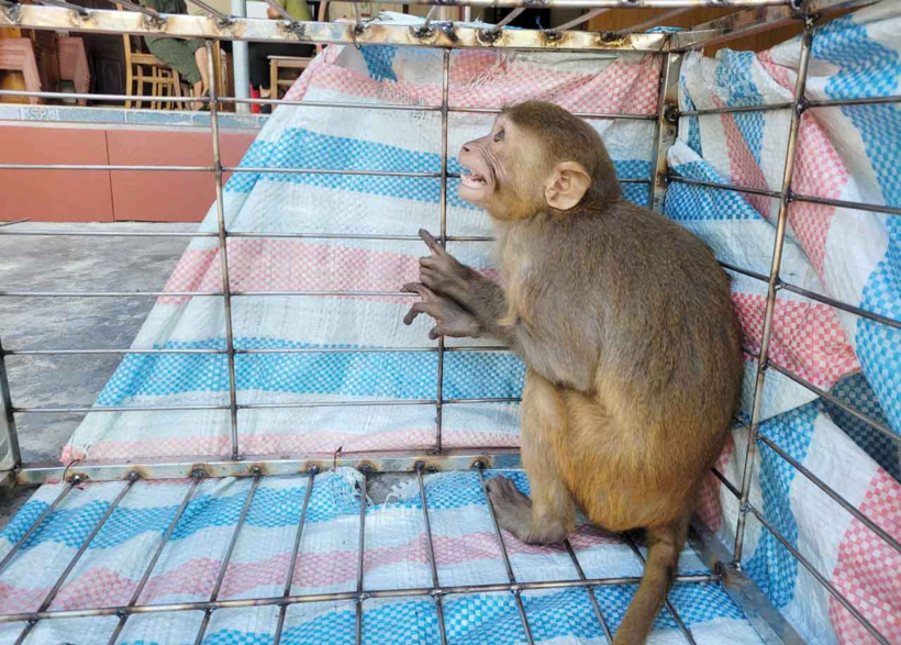 Cá thể khỉ vàng mà bà Tân giao nộp. Ảnh: Báo Lao động