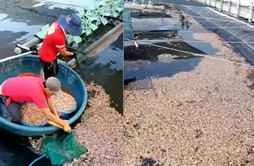 Tôm chết hàng loạt, gây thiệt hại nặng cho người nuôi. (Ảnh: Dân trí)