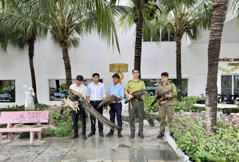 4 cá thể chim công lục được chuyển giao cho đơn vị bảo tồn được cấp phép để tiếp tục chăm sóc, cứu hộ và quản lý theo quy định. (Ảnh: phường Thủ Dầu Một)