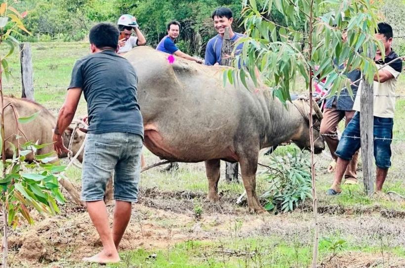 Lực lượng chức năng tiến hành khống chế con trâu trao trả lại cho người chủ. (Ảnh: Công an nhân dân)